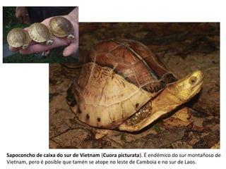 Sapoconcho de caixa do sur de Vietnam (Cuora picturata). É endémico do sur montañoso de
Vietnam, pero é posible que tamén se atope no leste de Camboia e no sur de Laos.
 