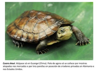 Cuora zhoui. Atópase só en Guangxi (China). Polo de agora só se coñece por mostras
atopadas nos mercados e por tres parellas en posesión de criadores privados en Alemania e
nos Estados Unidos.
 