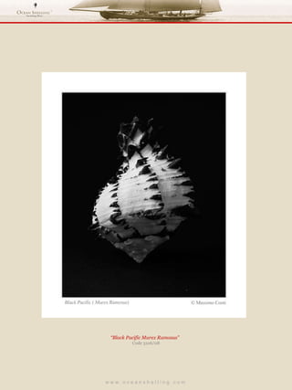 w w w . o c e a n s h e l l i n g . c o m  “ Black Pacific Murex Ramosus”  Code 3106/08 