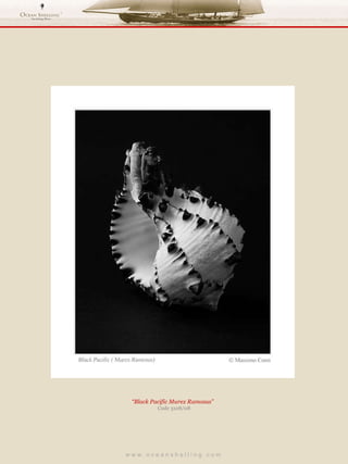 w w w . o c e a n s h e l l i n g . c o m  “ Black Pacific Murex Ramosus”  Code 3108/08 