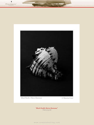 w w w . o c e a n s h e l l i n g . c o m  “ Black Pacific Murex Ramosus”  Code 3113/08 
