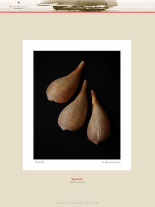 w w w . o c e a n s h e l l i n g . c o m  “ Figshells”  Code 3136/08 