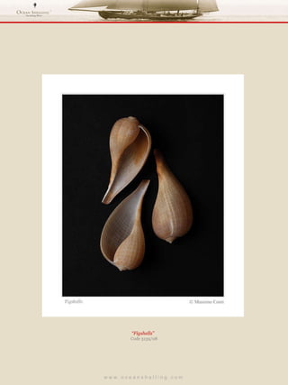 w w w . o c e a n s h e l l i n g . c o m  “ Figshells”  Code 3139/08 