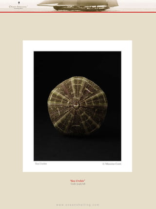 w w w . o c e a n s h e l l i n g . c o m  “ Sea Urchin”  Code 3146/08 