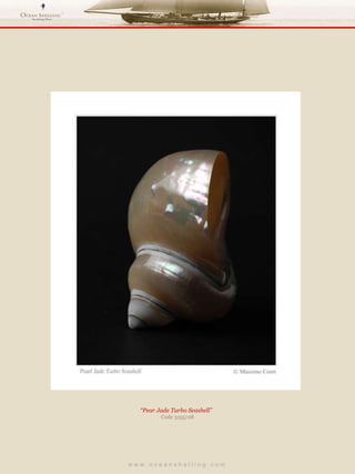 w w w . o c e a n s h e l l i n g . c o m  “ Pear Jade Turbo Seashell”  Code 3155/08 