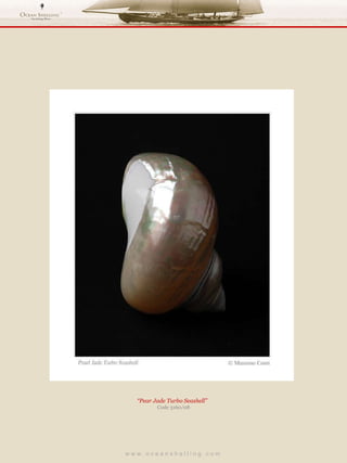 w w w . o c e a n s h e l l i n g . c o m  “ Pear Jade Turbo Seashell”  Code 3160/08 