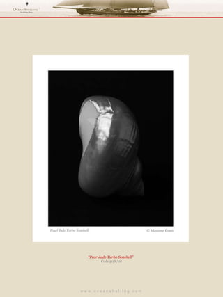 w w w . o c e a n s h e l l i n g . c o m  “ Pear Jade Turbo Seashell”  Code 3158/08 