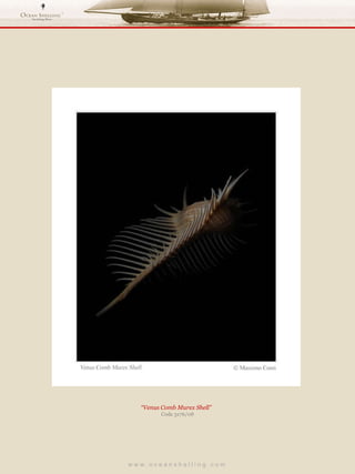 w w w . o c e a n s h e l l i n g . c o m  “ Venus Comb Murex Shell”  Code 3176/08 