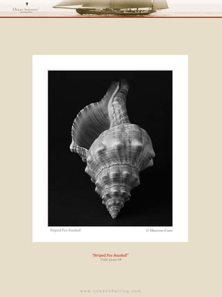 w w w . o c e a n s h e l l i n g . c o m  “ Striped Fox Seashell”  Code 3249/08 
