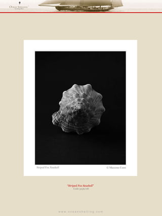 w w w . o c e a n s h e l l i n g . c o m  “ Striped Fox Seashell”  Code 3236/08 