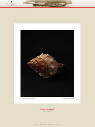 w w w . o c e a n s h e l l i n g . c o m  “ Striped Fox Seashell”  Code 3243/08 