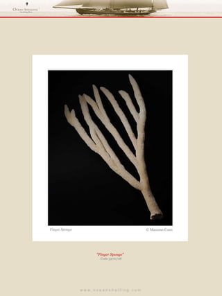 w w w . o c e a n s h e l l i n g . c o m  “ Finger Sponge”  Code 3270/08 