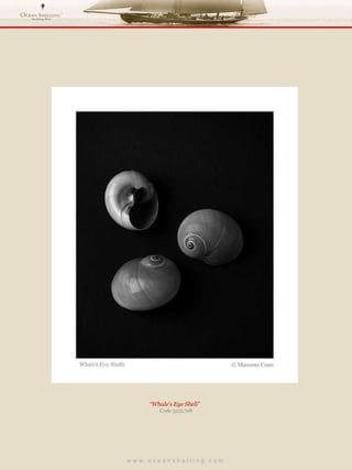w w w . o c e a n s h e l l i n g . c o m  “ Whale’s Eye Shell”  Code 3251/08 