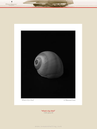 w w w . o c e a n s h e l l i n g . c o m  “ Whale’s Eye Shell”  Code 3304/08 