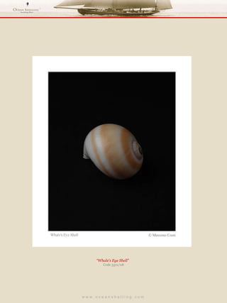 w w w . o c e a n s h e l l i n g . c o m  “ Whale’s Eye Shell”  Code 3311/08 