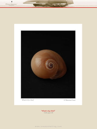 w w w . o c e a n s h e l l i n g . c o m  “ Whale’s Eye Shell”  Code 3347/08 