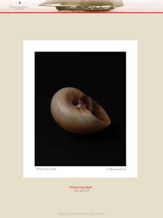 w w w . o c e a n s h e l l i n g . c o m  “ Whale’s Eye Shell”  Code 3337/08 