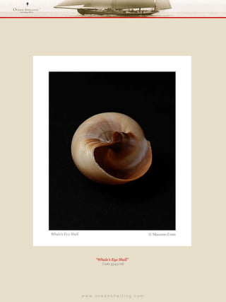 w w w . o c e a n s h e l l i n g . c o m  “ Whale’s Eye Shell”  Code 3342/08 