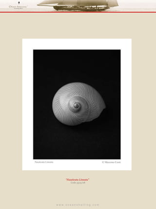 w w w . o c e a n s h e l l i n g . c o m  “ Nauticata Lineata”  Code 3315/08 