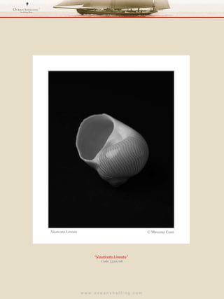 w w w . o c e a n s h e l l i n g . c o m  “ Nauticata Lineata”  Code 3320/08 