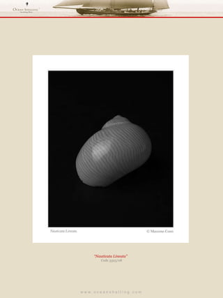 w w w . o c e a n s h e l l i n g . c o m  “ Nauticata Lineata”  Code 3323/08 
