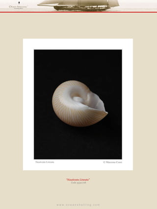 w w w . o c e a n s h e l l i n g . c o m  “ Nauticata Lineata”  Code 3330/08 