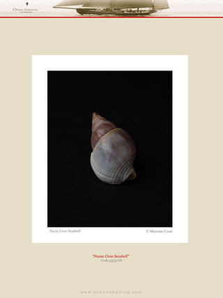 w w w . o c e a n s h e l l i n g . c o m  “ Nassa Cone Seashell”  Code 3353/08 