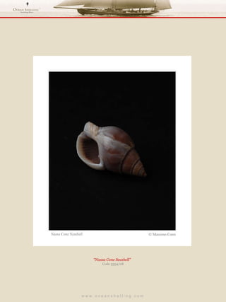 w w w . o c e a n s h e l l i n g . c o m  “ Nassa Cone Seashell”  Code 3354/08 