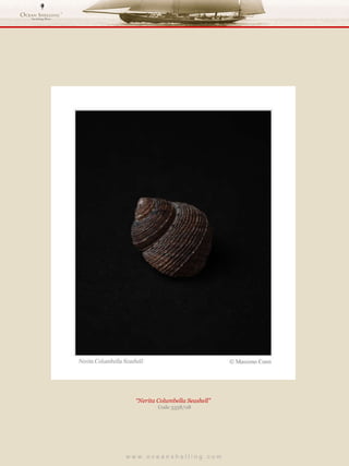 w w w . o c e a n s h e l l i n g . c o m  “ Nerita Columbella Seashell”  Code 3358/08 