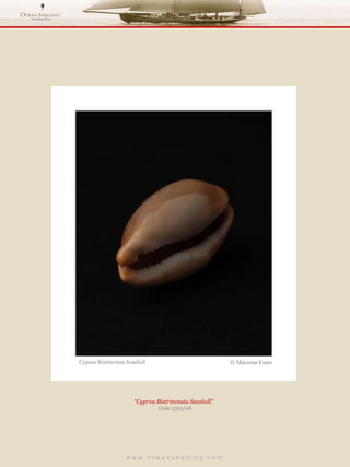 w w w . o c e a n s h e l l i n g . c o m  “ Cyprea Bistrinotata Seashell”  Code 3363/08 