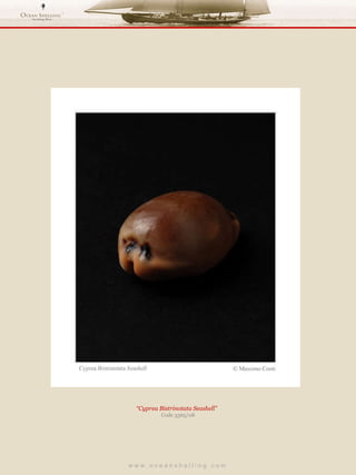 w w w . o c e a n s h e l l i n g . c o m  “ Cyprea Bistrinotata Seashell”  Code 3365/08 