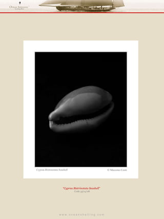 w w w . o c e a n s h e l l i n g . c o m  “ Cyprea Bistrinotata Seashell”  Code 3374/08 