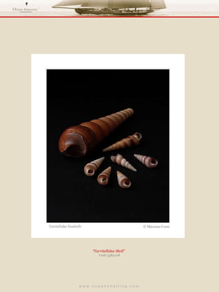 w w w . o c e a n s h e l l i n g . c o m  “ Turritellidae Shell”  Code 3384/08 