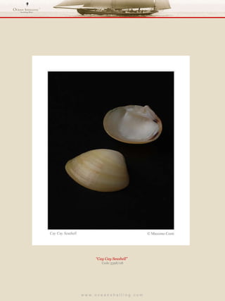 w w w . o c e a n s h e l l i n g . c o m  “ Cay Cay Seashell”  Code 3398/08 