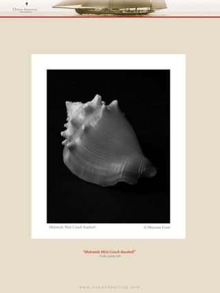 w w w . o c e a n s h e l l i n g . c o m  “ Melemele Mini Conch Seashell”  Code 3406/08 