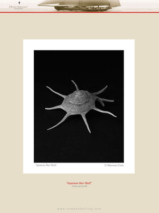 w w w . o c e a n s h e l l i n g . c o m  “ Japanese Star Shell”  Code 3074/08 