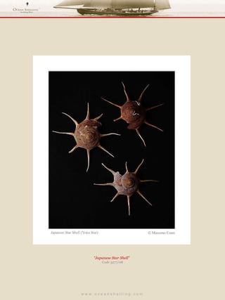 w w w . o c e a n s h e l l i n g . c o m  “ Japanese Star Shell”  Code 3277/08 