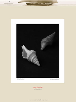 w w w . o c e a n s h e l l i n g . c o m  “ Tibia Seaschell”  Code 3409/08 