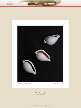 w w w . o c e a n s h e l l i n g . c o m  “ Tibia Seaschell”  Code 3853/08 