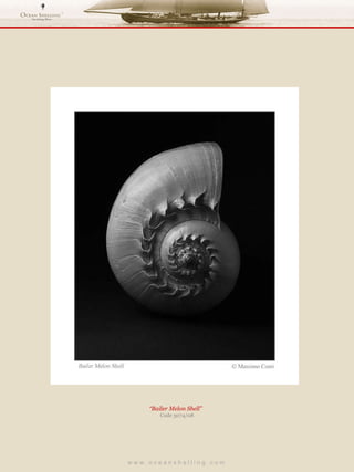 w w w . o c e a n s h e l l i n g . c o m  “ Bailer Melon Shell”  Code 3074/08 