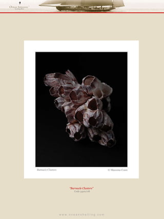 w w w . o c e a n s h e l l i n g . c o m  “ Barnacle Clusters”  Code 3420/08 
