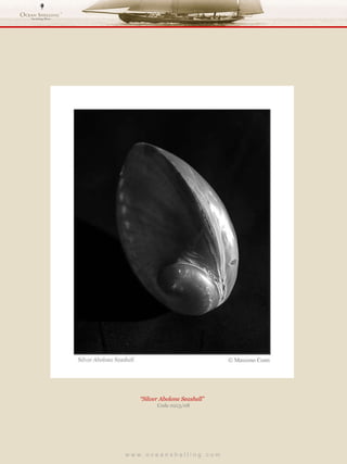 w w w . o c e a n s h e l l i n g . c o m  “ Silver Abolone Seashell”  Code 0213/08 