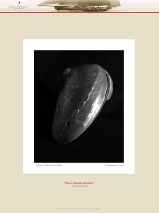 w w w . o c e a n s h e l l i n g . c o m  “ Silver Abolone Seashell”  Code 0265/08 