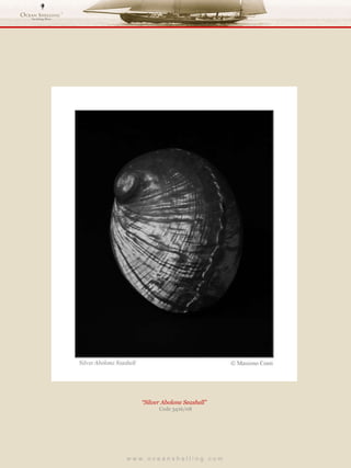 w w w . o c e a n s h e l l i n g . c o m  “ Silver Abolone Seashell”  Code 3416/08 