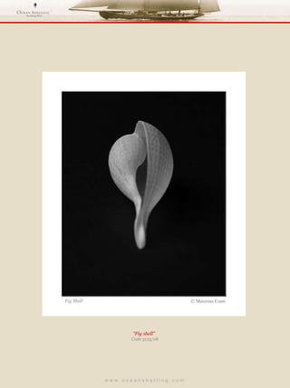 w w w . o c e a n s h e l l i n g . c o m  “ Fig shell”  Code 3125/08 