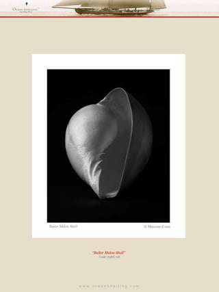 w w w . o c e a n s h e l l i n g . c o m  “ Bailer Melon Shell”  Code 2988/08 