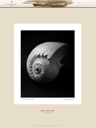 w w w . o c e a n s h e l l i n g . c o m  “ Bailer Melon Shell”  Code 3059/08 