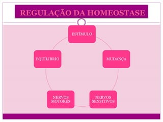 REGULAÇÃO DA HOMEOSTASE
ESTÍMULO
MUDANÇA
NERVOS
SENSITIVOS
NERVOS
MOTORES
EQUÍLIBRIO
 