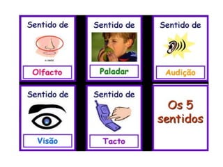 Os sentidos