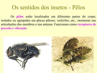 Os pêlos estão localizados em diferentes partes do corpo,
isolados ou agrupados em placas pilosas, verticilos, etc., mormente nas
articulações dos membros e nas antenas. Funcionam como receptores de
pressão e vibração.
Os sentidos dos insetos - Pêlos
 